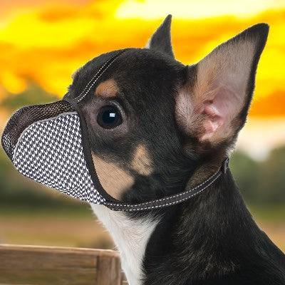 Museli_re_-_douce_pour_petits_chiens_anti-morsure-chien-porte-la-muselieres