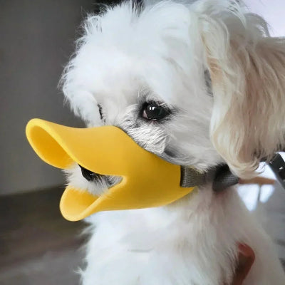 Muselière-chien-silicone-canard-petit-chien-blanc-portant-museliere-jaune