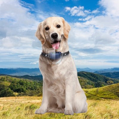 Collier anti aboiement pour chien / jardin - au royaume des chiens