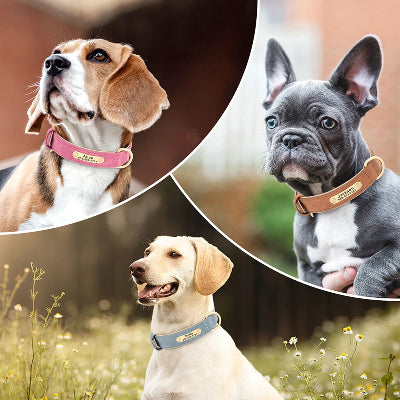 collier-pour-chien-personnalis-en-cuir-trois-chiens-fiere-de-porter-collier