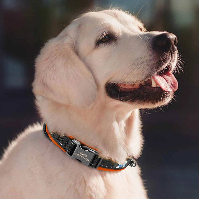 collier-pour-chien-personnalise-reflechissant-chienportant-collier-fiere