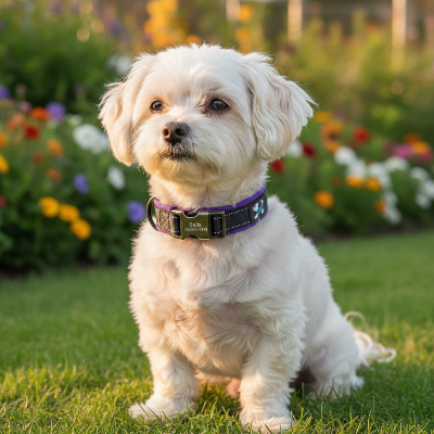 collier-pour-chien-personnalise-reflechissant-Personnalisé mauve - jardin