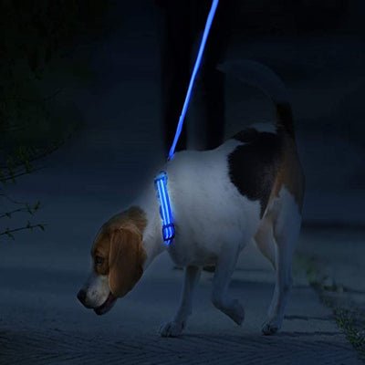collier-pour-chien-personnel-promenade-la-nuit