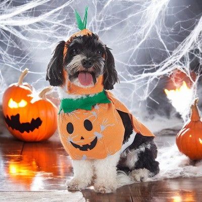 costume pour chien - chauve souris et citrouille