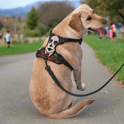 harnais-Y-clown-chien-promenade-a-parc