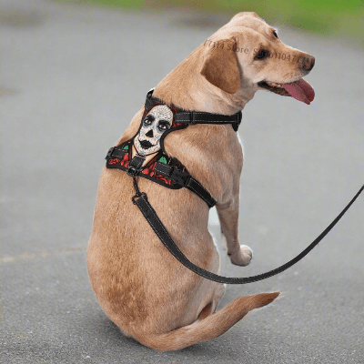 harnais-Y-clown-chien-promenade-rue-avec-harnais-avec-laisse