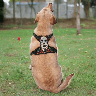 harnais-Y-clown-chien-regarde-cour-relaxe