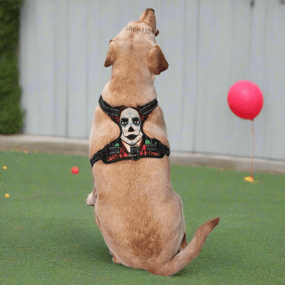 harnais-Y-clown-chien-tranquille-dans-cour-regarde -en-haut