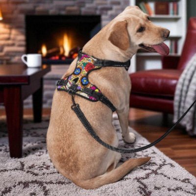 harnais-Y-tete-squelette-fleurs-chien-heureux-salon-avec-laisse