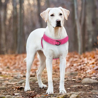 harnais-anti-traction-chien-dressage-automne-chien-regarde-devant