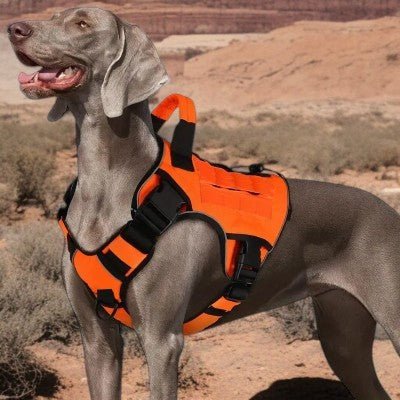 harnais-anti-traction-chien-moyen-et-gros-chien-orange
