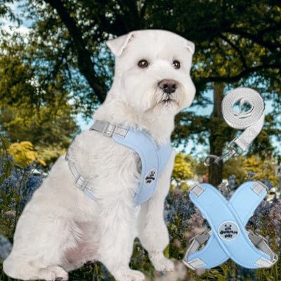 harnais-chien-doux-laisse-bleu
