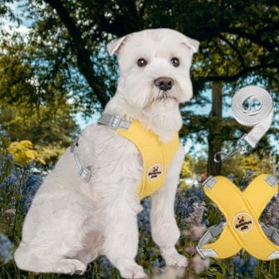 harnais-chien-doux-laisse-jaune