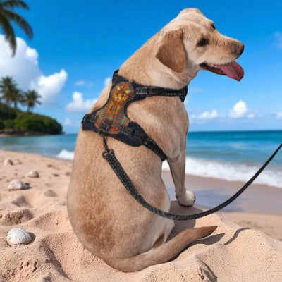 harnais-en-Y-Dieu-egyptien-chien-contents-sur-la-plage-avec-laisse