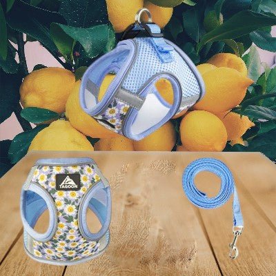 harnais-petit-chien-marguerites-bleu-demo