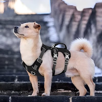 harnais-pour-chien-_leger-chien-regardant-haut-loin-fiers