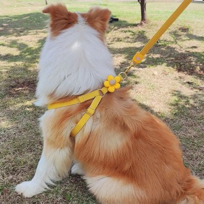 Harnais pour chien / coquet - au royaume des chiens