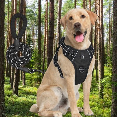 Harnais pour chien avec laisse - au royaume des chiens