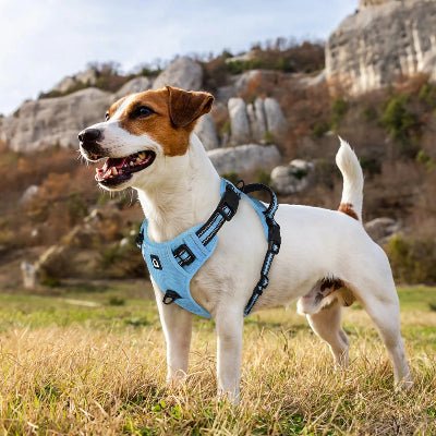 Harnais pour chien avec laisse Chien en plein air avec harnais et laisse"