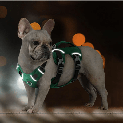 harnais-pour-chien-leger- reflechissant- nuit