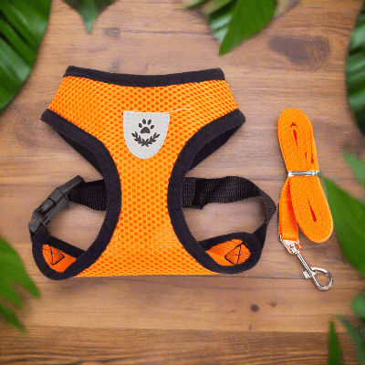 harnais-pour-chien-petit-laisse-orange