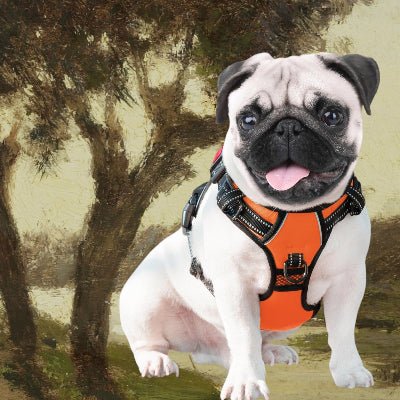 harnais-pour-chien-reflechissant-heureux