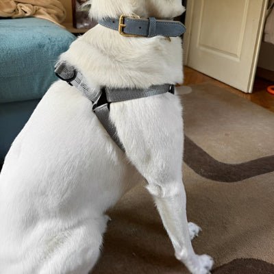 harnais-pour-chien-reglable-y-chien-blanc-assis