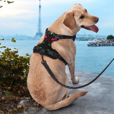 harnais_en_Y_-_reflechissant-_chien_-montrant-sur-coter