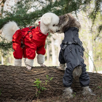 imperméable pour chien -  salopette pour petits chiens-deux-chiens-qui-se-collent-avec-leurs-ensenble-rouge-et-gris