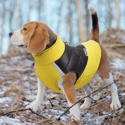 imperméable pour chien - vêtements chauds d'hiver pour petits et moyens chiens-chien-dans-le_bois-avec-son-impermeable-jaune