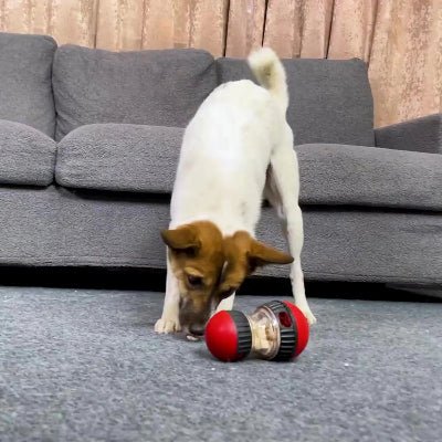 jouet-interactif-pour-chien-alimentation-lente-chien-au-salon-decouvre-croquettes