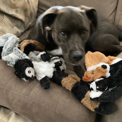 jouets-pour-chiens-couineur-animaux-chien-entourant-des-ses-animaux.