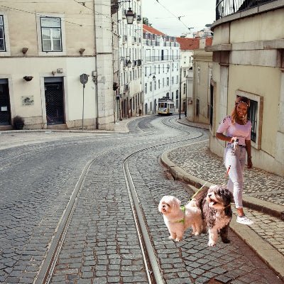 laisse-double-pour-chien-retractable-balade-deux-chiens