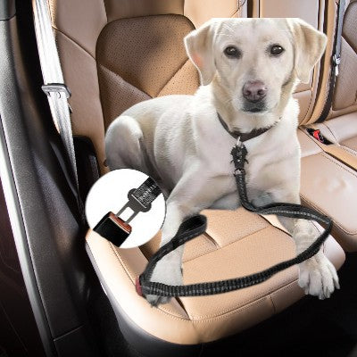 laisse-pour-chien-ceinture-auto-securite