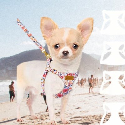 laisse-pour-chien-estivale-plage