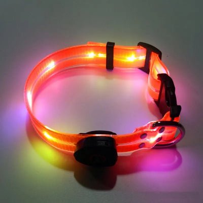laisse-pour-chien-lumineux-collier-orange-demo