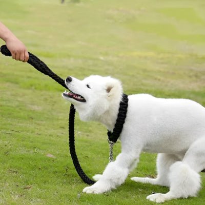 laisse chien tressée noir - élégante résistante-robuste