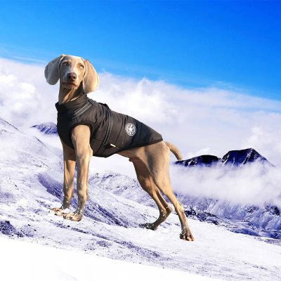 manteau chien - vêtements d'hiver avec harnais--chien-montagne